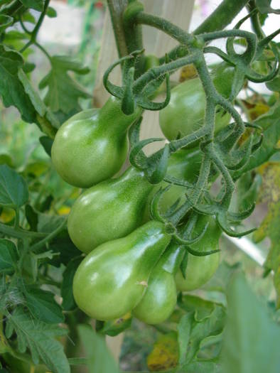 Tomato Yellow Pear (2009, July 09)