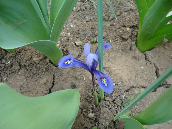 Iris reticulata Harmony (2009, April 09) - Iris reticulata Harmony