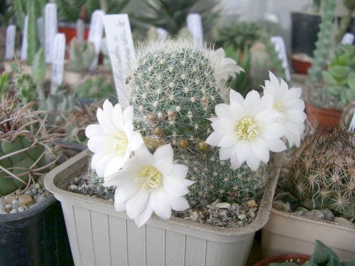 Rebutia x cv Snow White - Rebutia