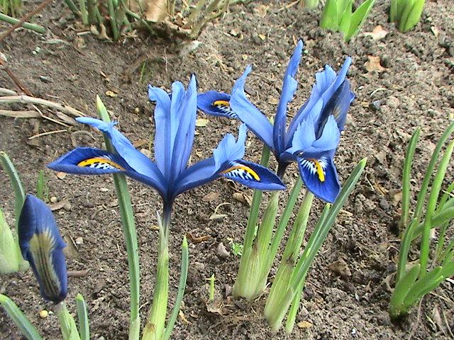 Iris Reticulata (pitic) 26 feb 2009