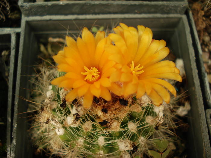 DSC07774 - Cactusi