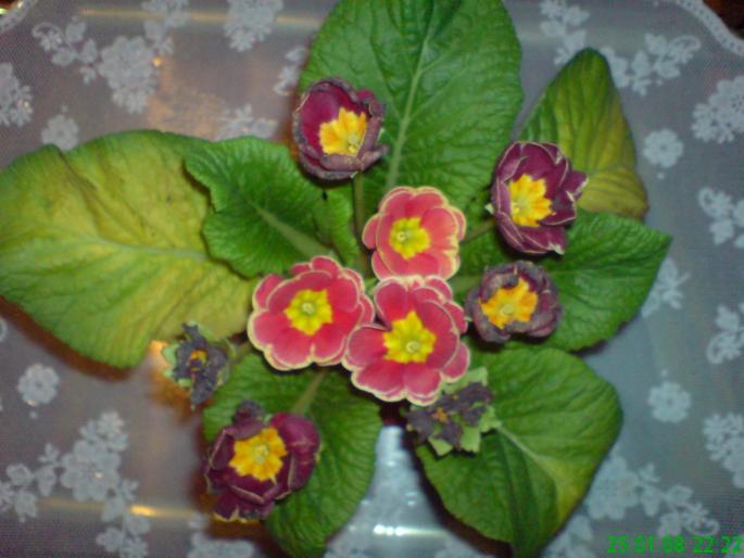 Primula rosie