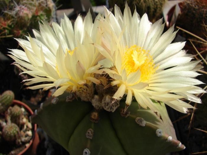 Astrophytum myriostygma v. strogilogonum