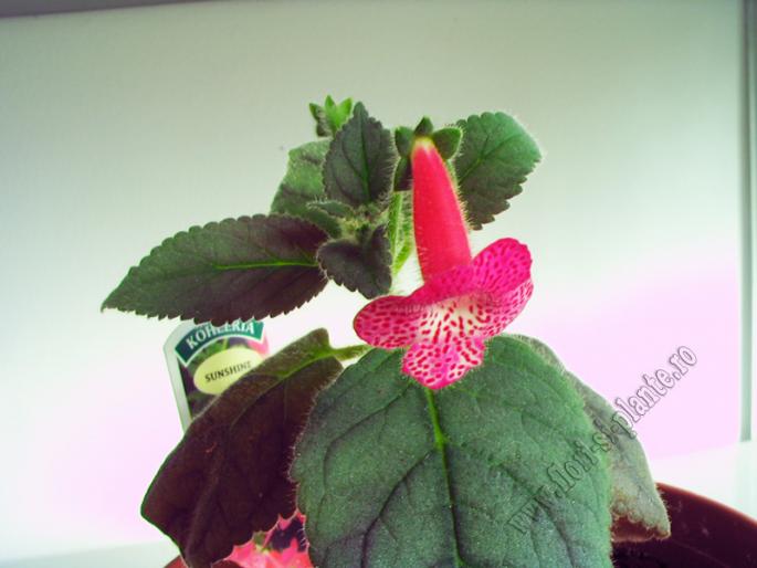 Kohleria Sunshaine22