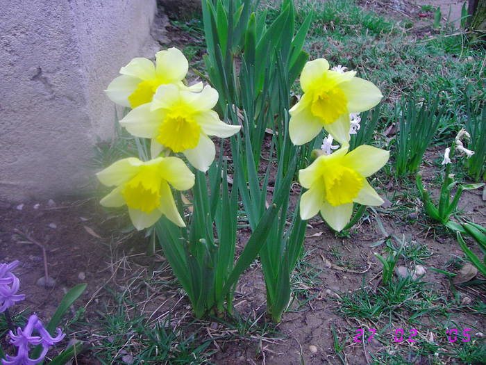 Ghiocei galbeni - Flori de Primavara