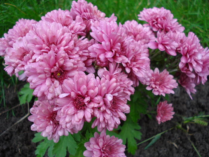 Pink Chrysanths (2009, Oct.17) - 10 Garden in October