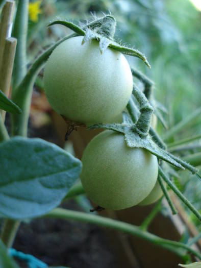 Tomato Gartenperle (2009, June 13)
