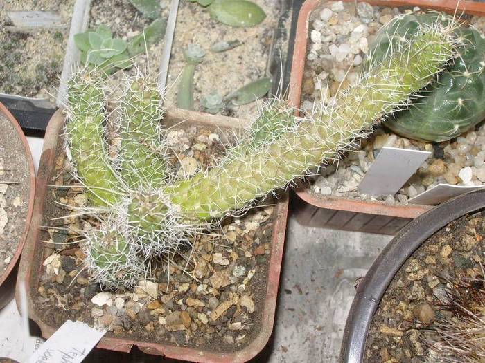 Tephrocactus weberii