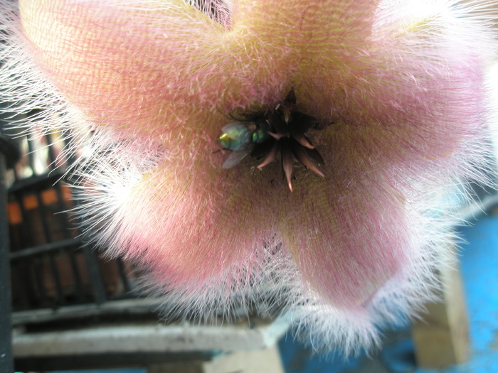 Stapelia grandiflora - floare - Asclepidiacee 2009