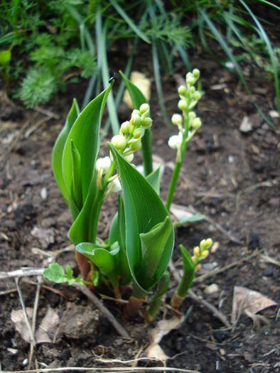 Lily of the Valley (2009, April 15)