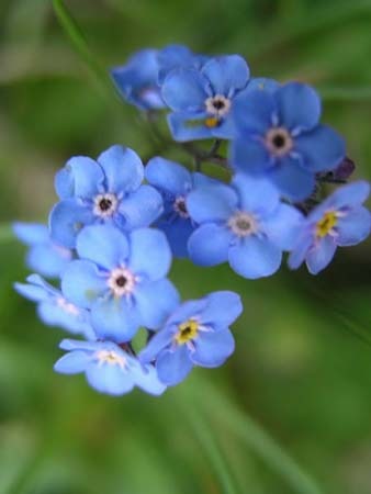 44-flori-de-munte-albastrele-81
