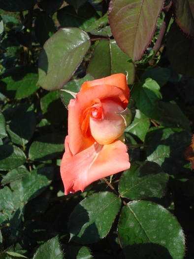 Rose Artistry (2009, May 12)
