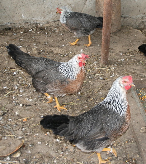 gaini Leghorn Argintiu