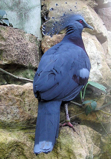 418px-Bristol_zoo_victoria_crowned_pigeon_arp