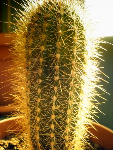 3; cactus
