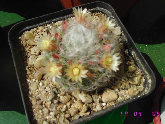 Mammillaria bocasana - CACTUSI