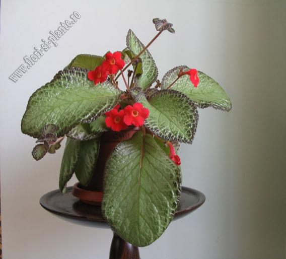 episcia green aga