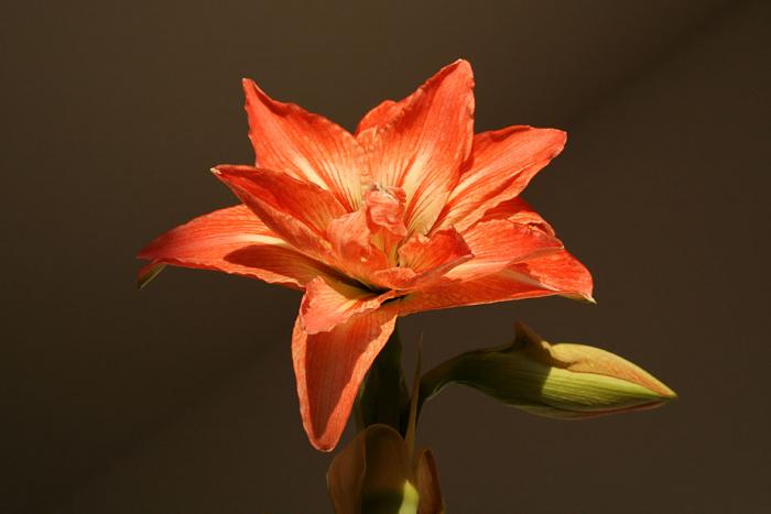 Hippeastrum Lady Jane