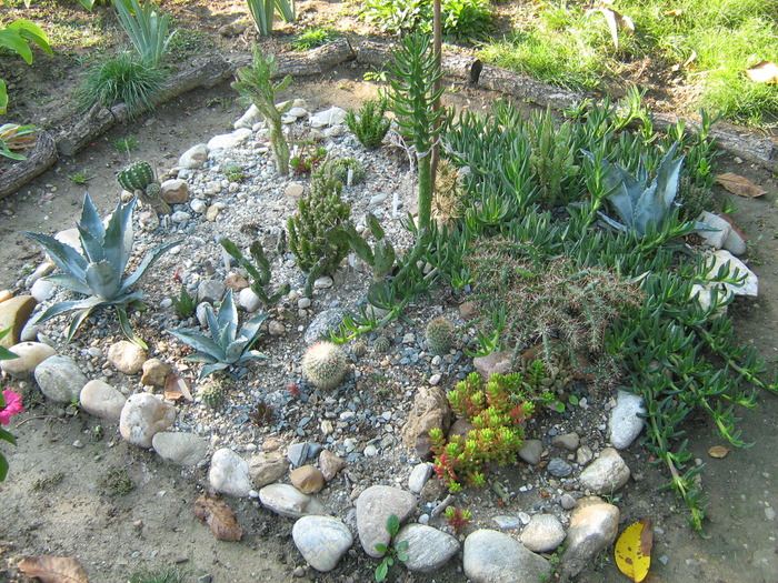 IMG_1369 - Cactusi la mosie 1 octombrie 2009