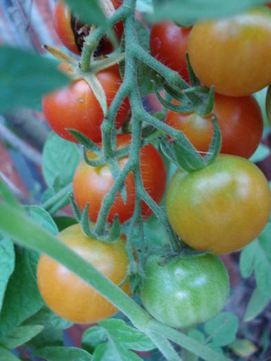 Tomato Gardeners Delight (2009, Jul.10)