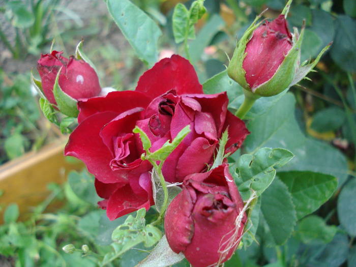 Rose Dame de Coeur (2009, July 10)