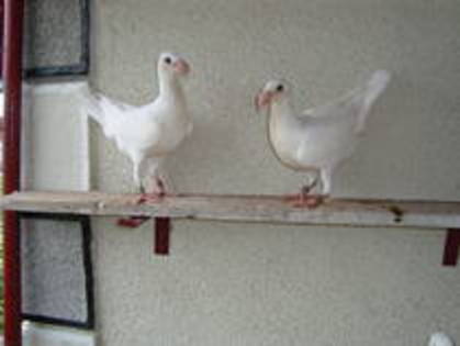 Pui 2009 - Porumbei germani de frumusete