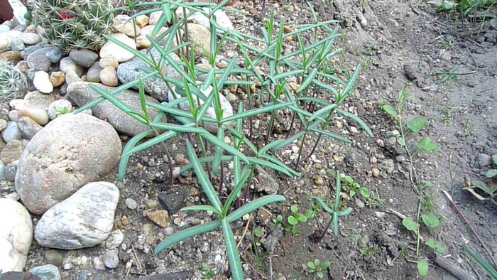 Euphorbia lathyris - plante juvenile