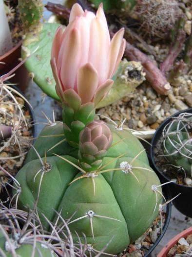 Gymnocalycium horstii