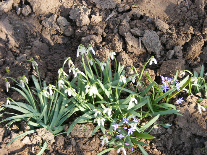 GHIOCEI PRIMAVARA - FLORI 2009