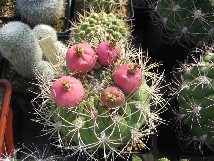 Gymnocalycium saglionis, fructe