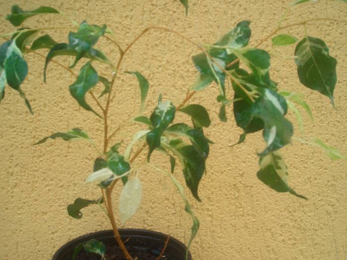 ficus benjiamina