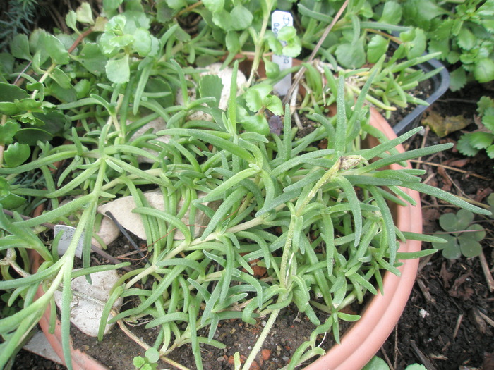 Delosperma cooperii - 31.10 - plante de exterior - 2009 - 2010