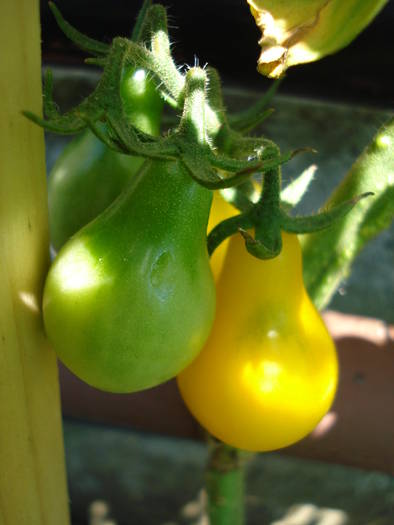 Tomato Yellow Pear (2009, July 28)