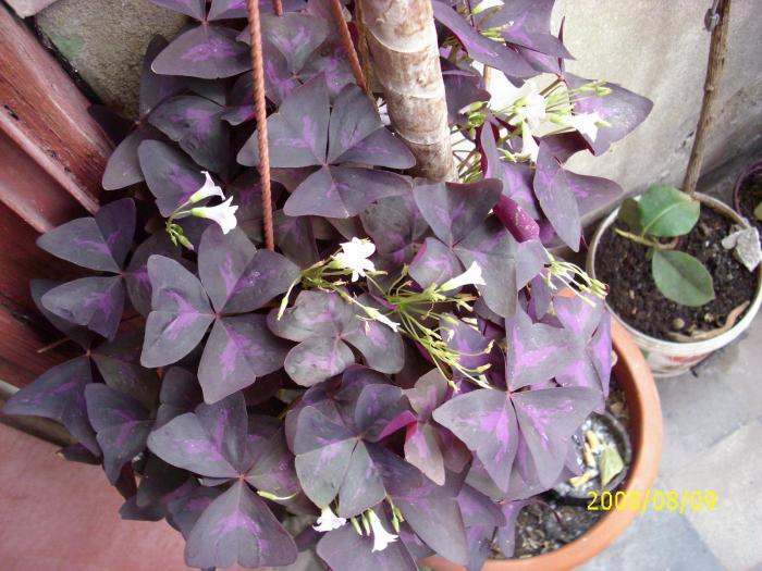 oxalis