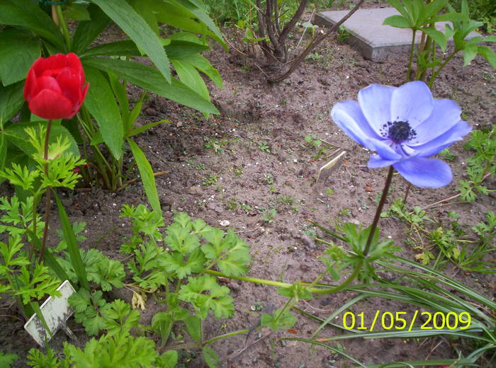 Anemone 1 mai 2009 (2)