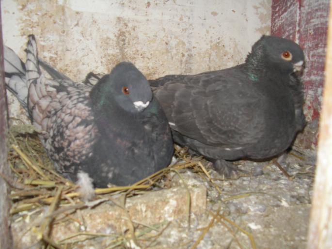 SANY017 - Alti porumbei de care am crescut