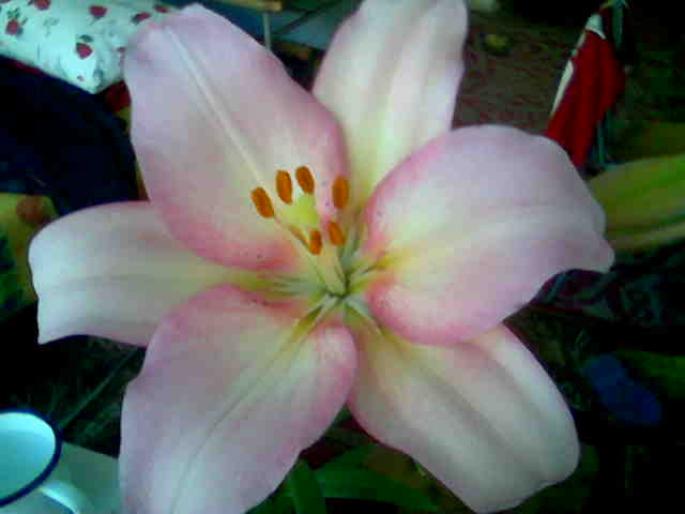 Lilium Candidum roz 7