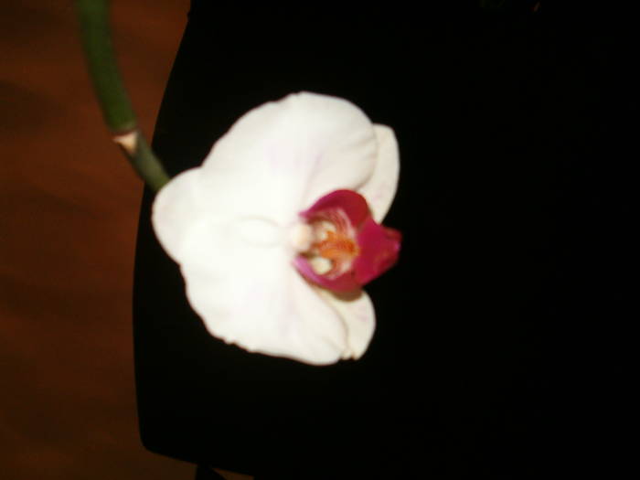 8 Martie - Orhidee