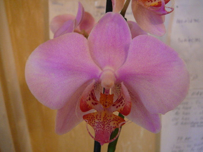 Phalaenopsis; Phalaenopsis
