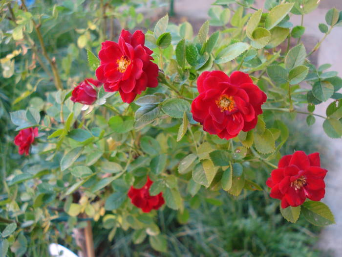 True Love rose, 24may2009 - True Love miniature rose