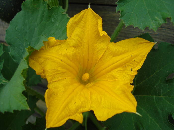 Yellow Pumpkin Flower (2009, Aug.07)