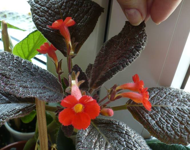 P1100520 - Episcia 2009 - 2010 - 2012 - 2014