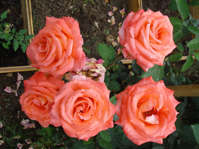 Rose Artistry (2009, May 29)