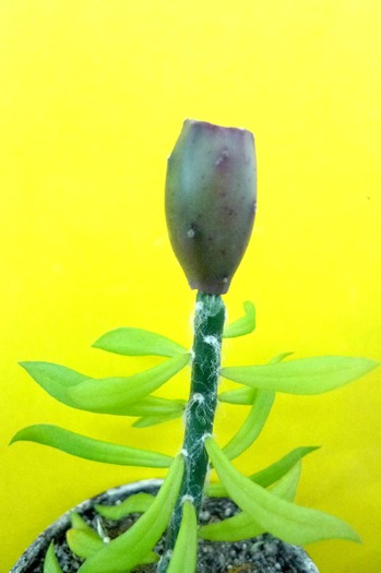Fruct Opuntia hardy - Plante altoite