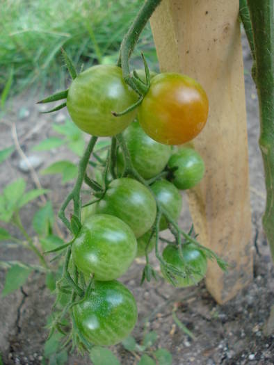 Tomato Sweet Million (2009, July 09)