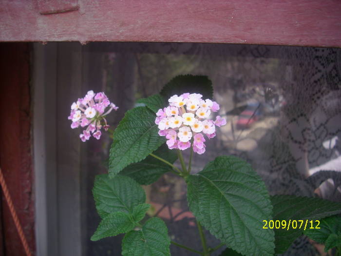 lantana vivi23ro - flori