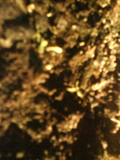 Smochin; A rasarit la o sapt. dupa plantare din seminte.sept.2009
