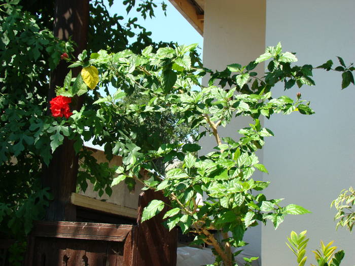 hibiscus rosa sinensis - FLORILE MELE 2009