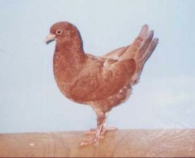 03-red - porumbei maltezi