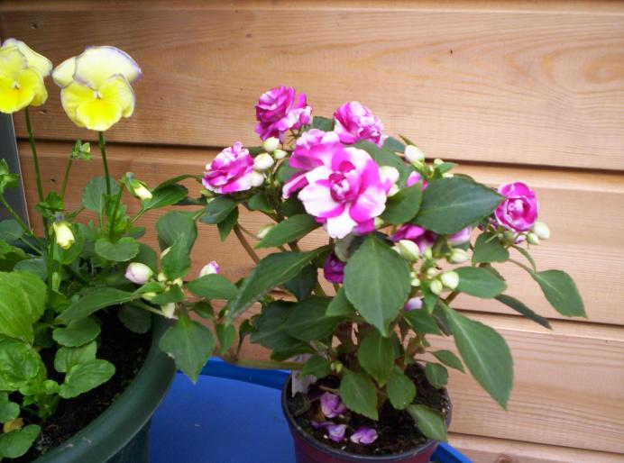 Impatiens bicolor 22 mai 2008